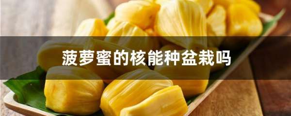菠萝蜜的核能种盆栽吗