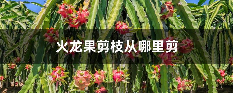 火龙果剪枝从哪里剪