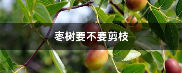 枣树要不要剪枝
