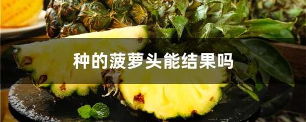种的菠萝头能结果吗