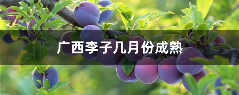 广西李子几月份成熟