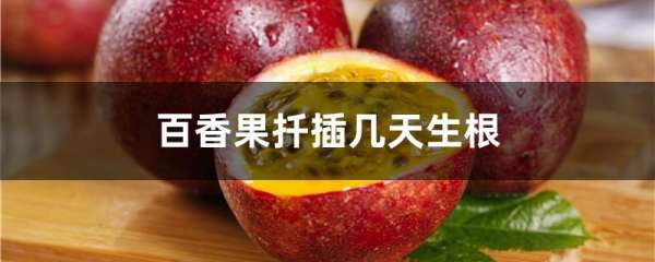 百香果扦插几天生根