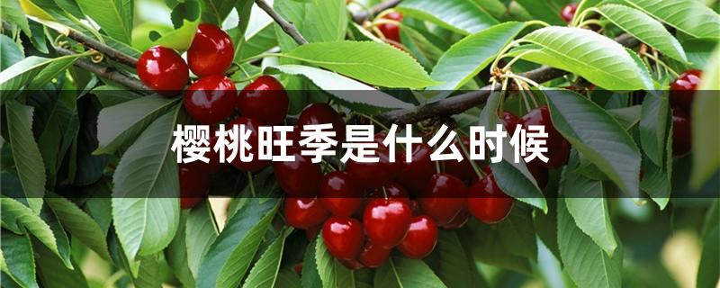 樱桃旺季是什么时候
