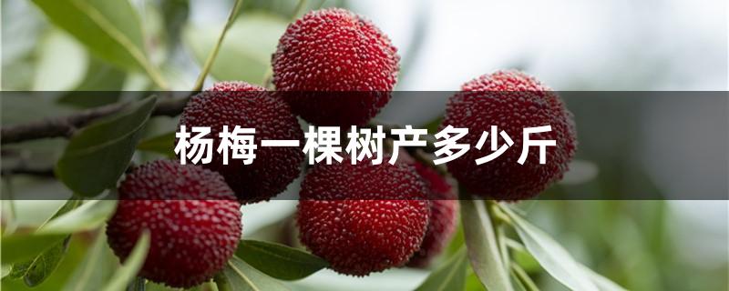 杨梅一棵树产多少斤