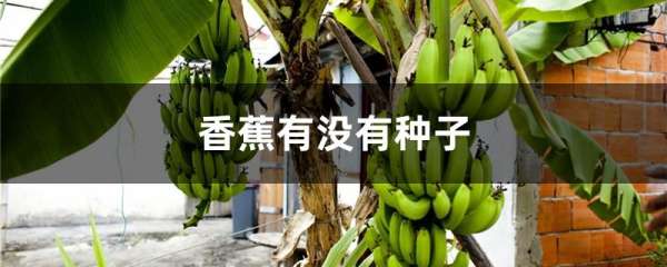 香蕉有没有种子