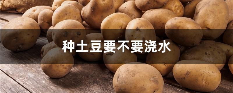 种土豆要不要浇水