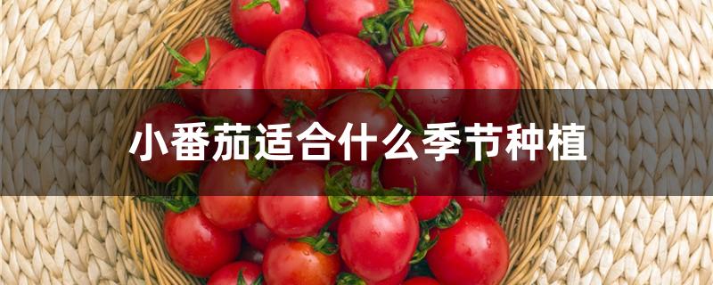 小番茄适合什么季节种植