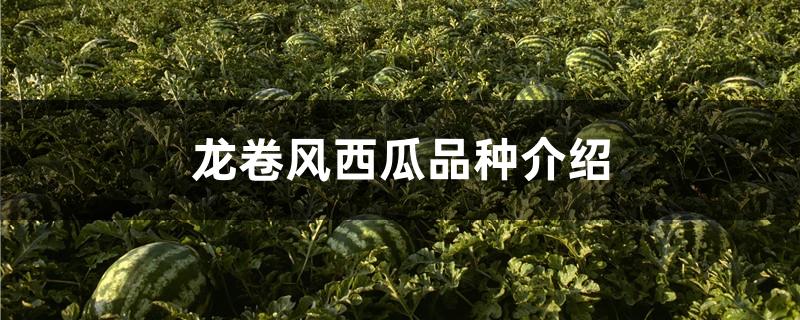 龙卷风西瓜品种介绍图片