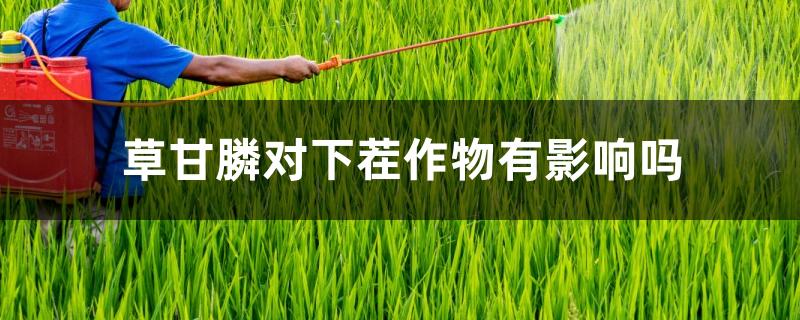 草甘膦对下茬作物有影响吗