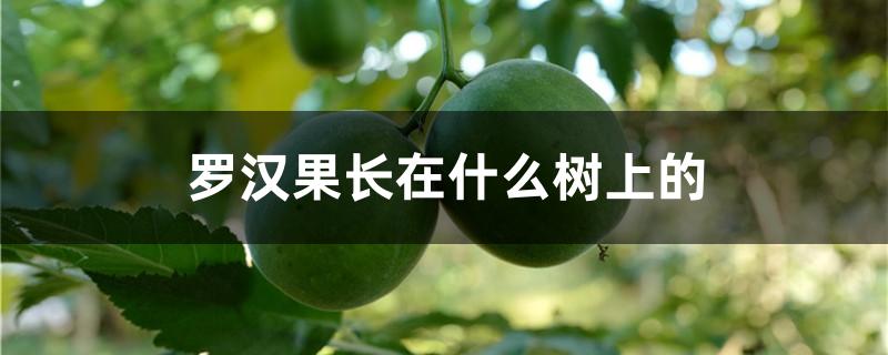 罗汉果长在什么树上的