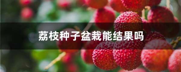 荔枝种子盆栽能结果吗