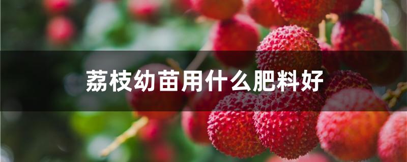 荔枝幼苗用什么肥料好