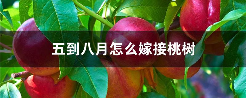 五到八月怎么嫁接桃树