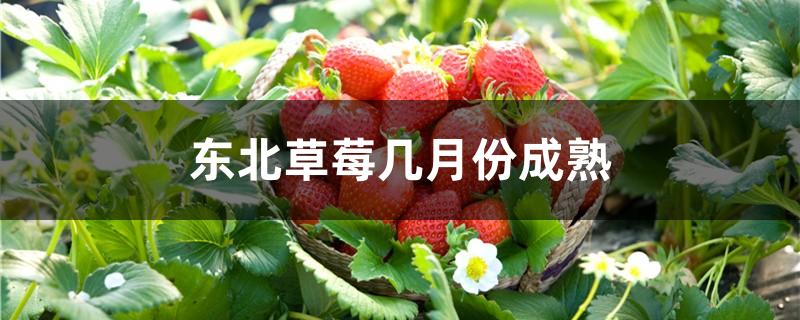 东北草莓几月份成熟