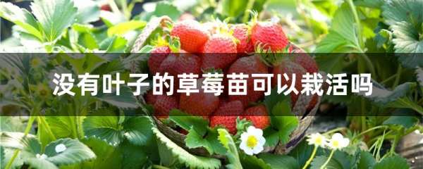 没有叶子的草莓苗可以栽活吗