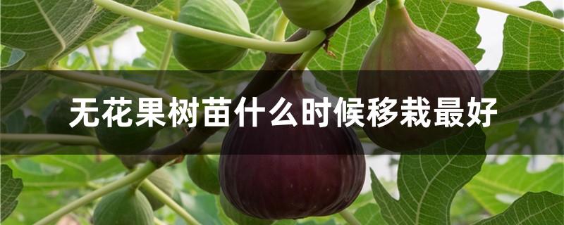 无花果树苗什么时候移栽最好