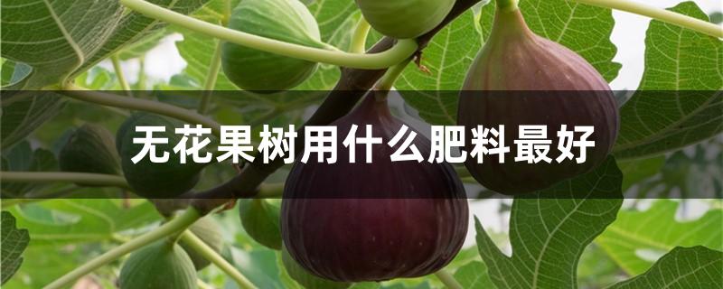无花果树用什么肥料最好