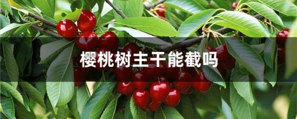 樱桃树主干能截吗