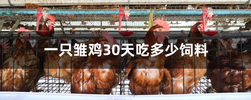 一只雏鸡30天吃多少饲料