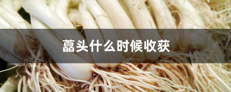 藠头什么时候收获