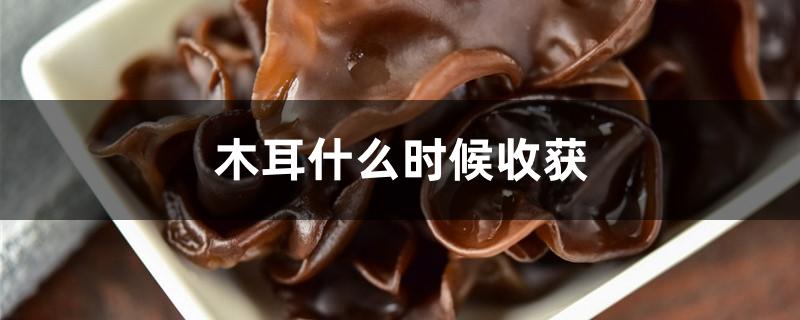 木耳什么时候收获