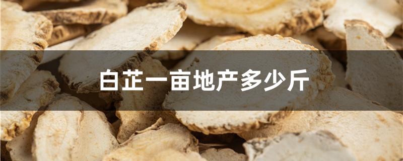 白芷一亩地产多少斤