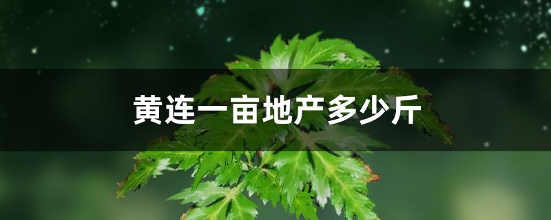 黄连一亩地产多少斤