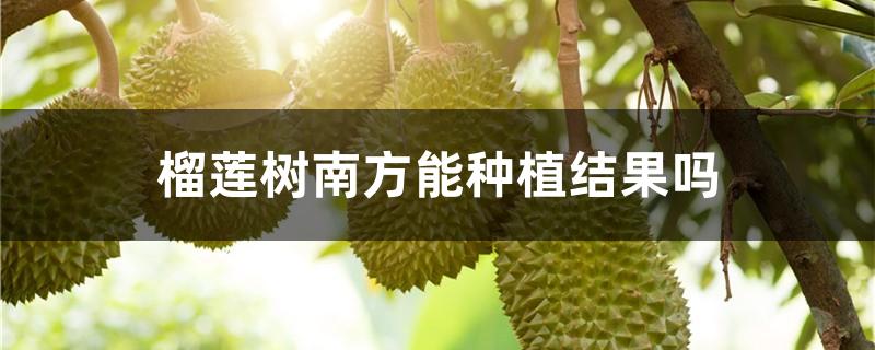 榴蓮樹南方能種植結果嗎