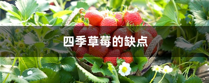 四季草莓的缺点