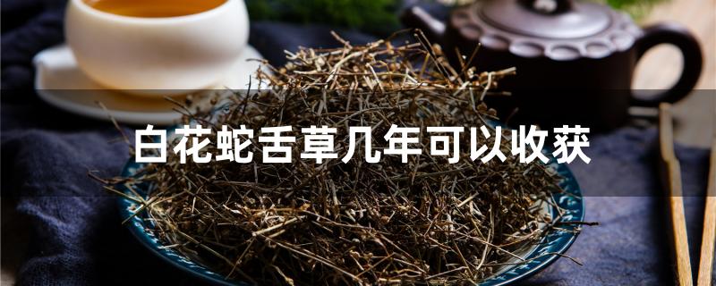 白花蛇舌草几年可以收获