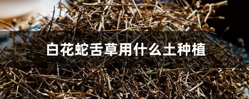 白花蛇舌草用什么土种植