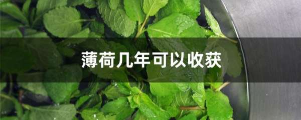 薄荷几年可以收获