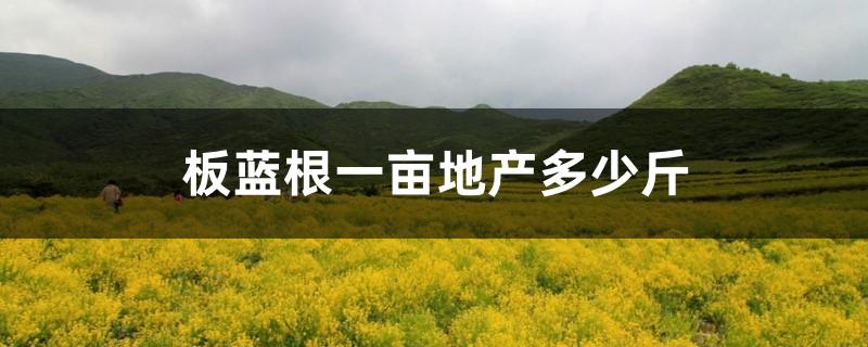 板蓝根一亩地产多少斤