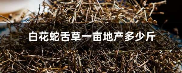 白花蛇舌草一亩地产多少斤