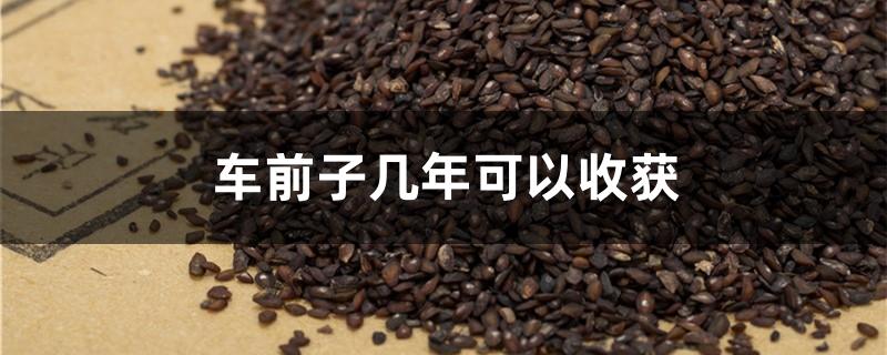 车前子几年可以收获