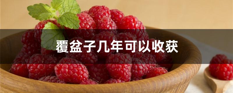 覆盆子几年可以收获