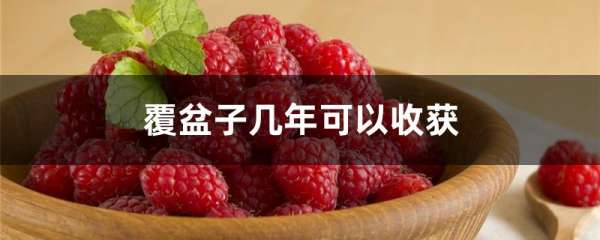 覆盆子几年可以收获