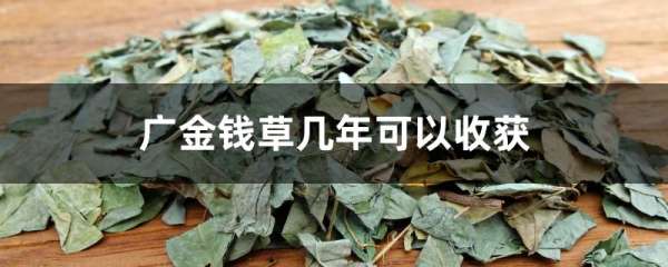 广金钱草几年可以收获