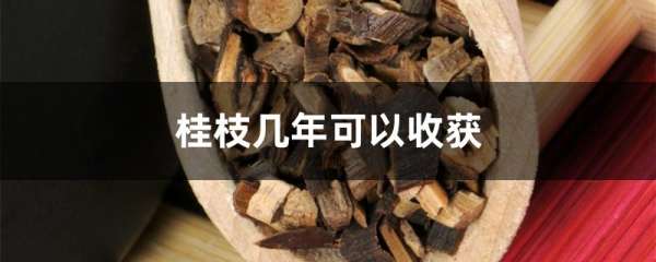 桂枝几年可以收获