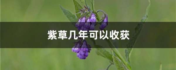 紫草几年可以收获
