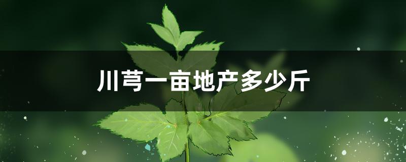 川芎一亩地产多少斤