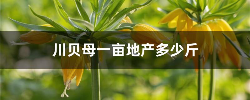 川贝母一亩地产多少斤