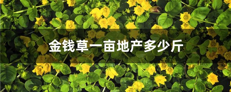 金钱草一亩地产多少斤