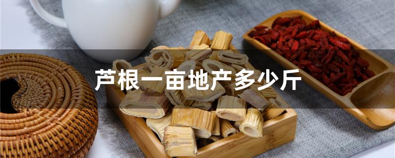 芦根一亩地产多少斤
