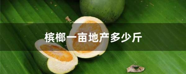 槟榔一亩地产多少斤