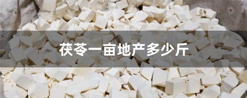 茯苓一亩地产多少斤
