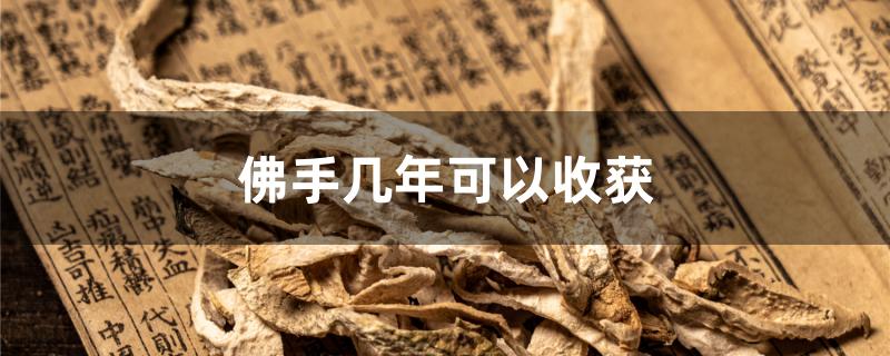 佛手几年可以收获
