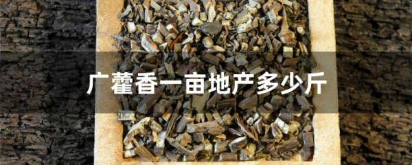 广藿香一亩地产多少斤