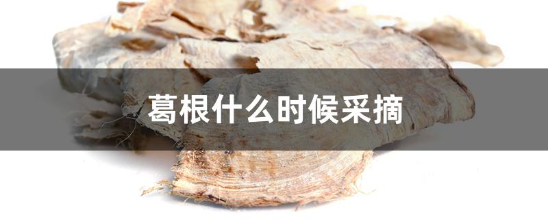 葛根什么时候采摘