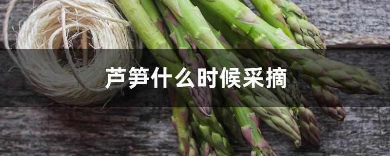 芦笋什么时候采摘